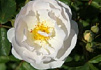 rosa spinnaker bokraruisp 05 klein vierkant