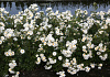 rosa spinnaker bokraruisp 09
