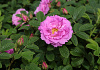 rosa street dance boruistda 10 klein