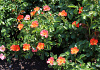 rosa vuelta a espa a boruiora 21 (1)