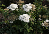 spiraea media dart s snowstorm darsnorm 01