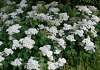 spiraea media dart s snowstorm darsnorm 50