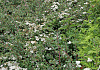 spiraea nipponica snow cover 05