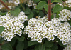 spiraea nipponica snow cover 08