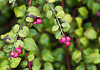 symphoricarpos chenaultii hancock low 13