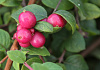 symphoricarpos chenaultii hancock low 15