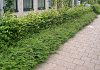 symphoricarpos chenaultii hancock low darhalo 50