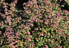 symphoricarpos hancock pearl bokohape 10