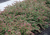 symphoricarpos hancock pearl bokohape 21