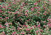 symphoricarpos hancock pearl bokohape 23