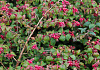 symphoricarpos chenaultii hancock pearl bokohape 21