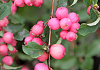 symphoricarpos pink blizzard kolmcan 10