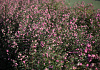 symphoricarpos pink blizzard kolmcan 11