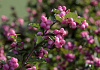symphoricarpos pink blizzard kolmcan 12