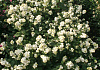 symphoricarpos snow blizzard kolmgala 01