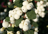 symphoricarpos snow blizzard kolmgala 03