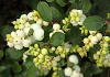 symphoricarpos snow blizzard kolmgala 04