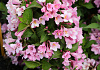 weigela bubblegum bocogum 02