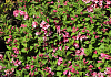 weigela bubblegum bocogum 03