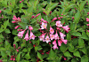 weigela bubblegum bocogum 18