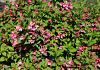 weigela bubblegum bocogum 26