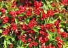 weigela little red robin 10