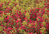 weigela little red robin bokrarob pap78224