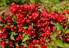 weigela little red robin 02