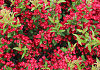 weigela little red robin 1