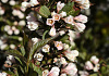 weigela nightfall bocofall 05