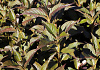 weigela nightfall bocofall 19