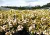 weigela nightfall bocofall 24