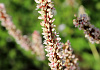 persicaria amplexicaulis 2102 01 02