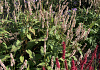 persicaria amplexicaulis unicorn bococorn 13 met bonfire bokrafire