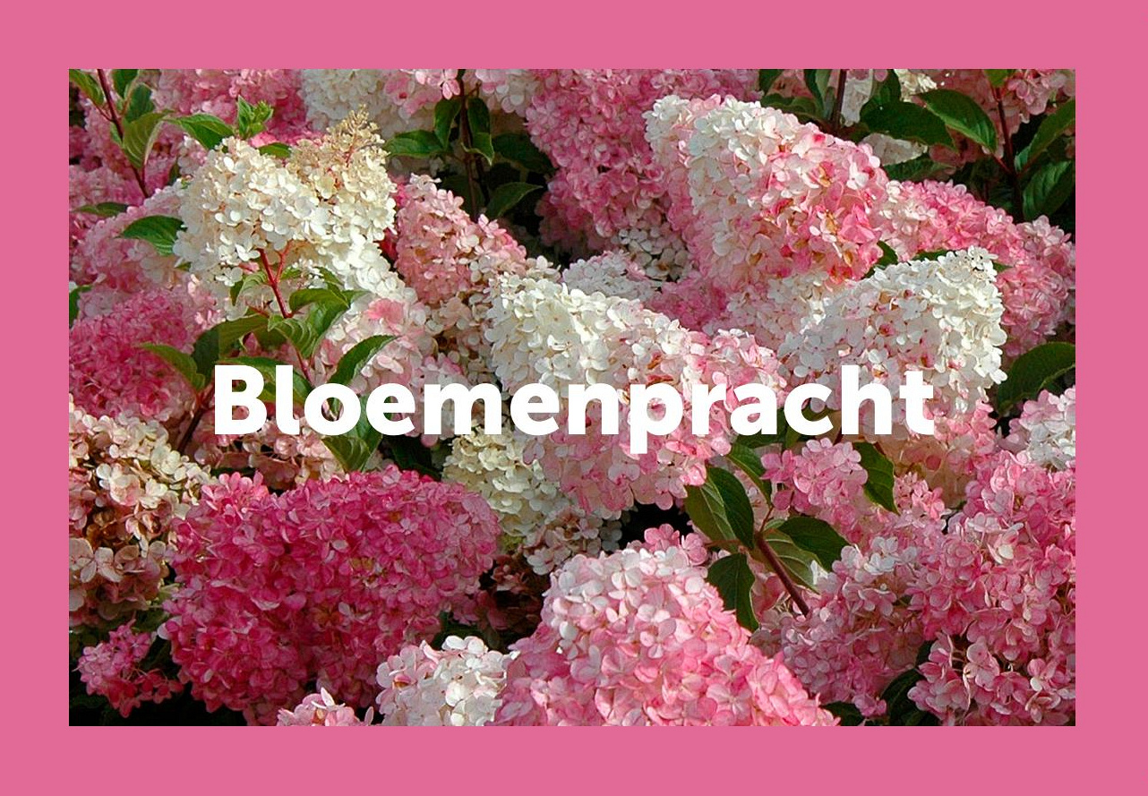 vk vergroenpakketten bloemenpracht hr part 1