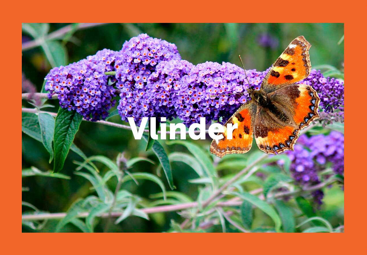 vk vergroenpakketten vlinder hr