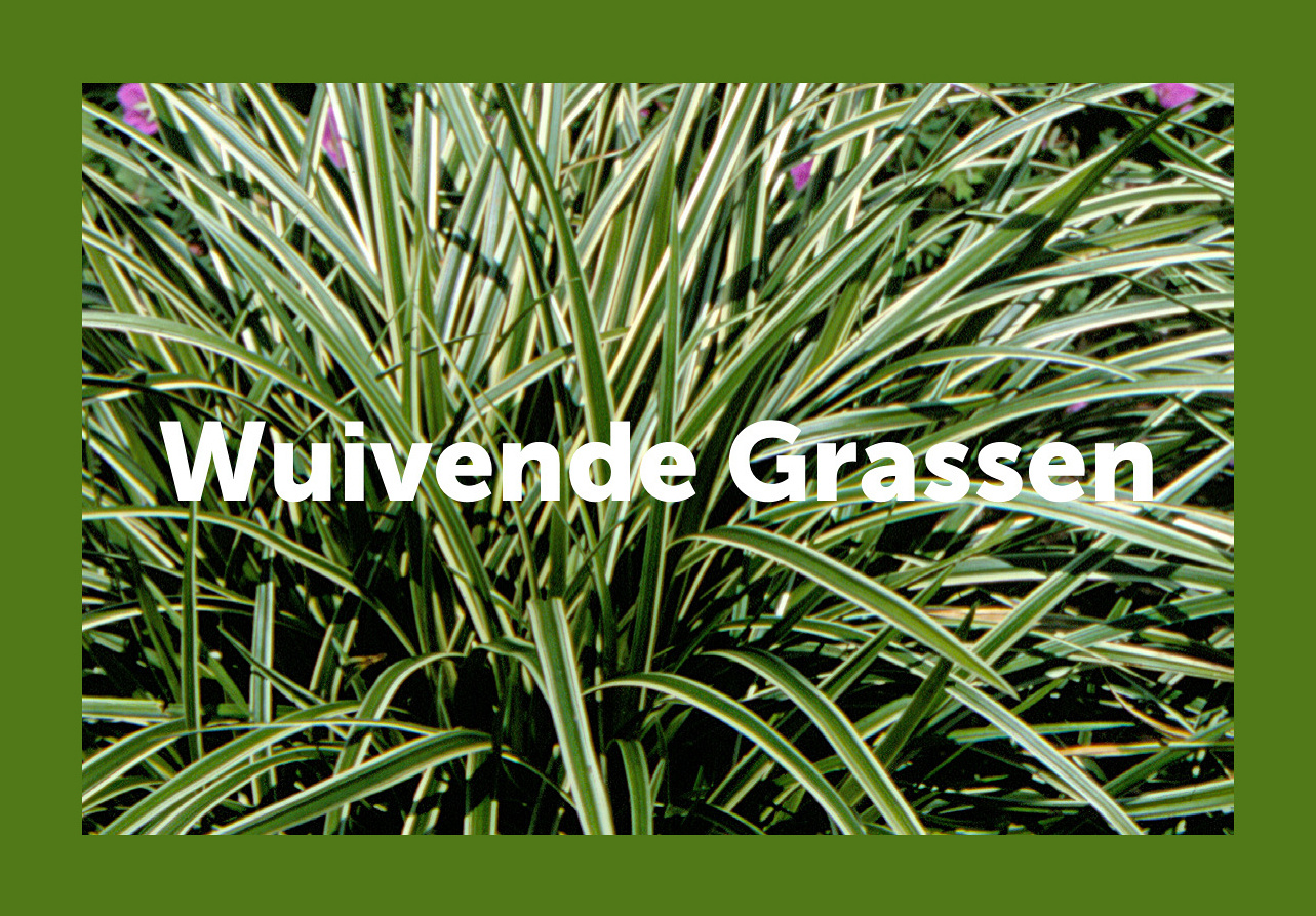 vk vergroenpakketten wuivende grassen hr pagina 01