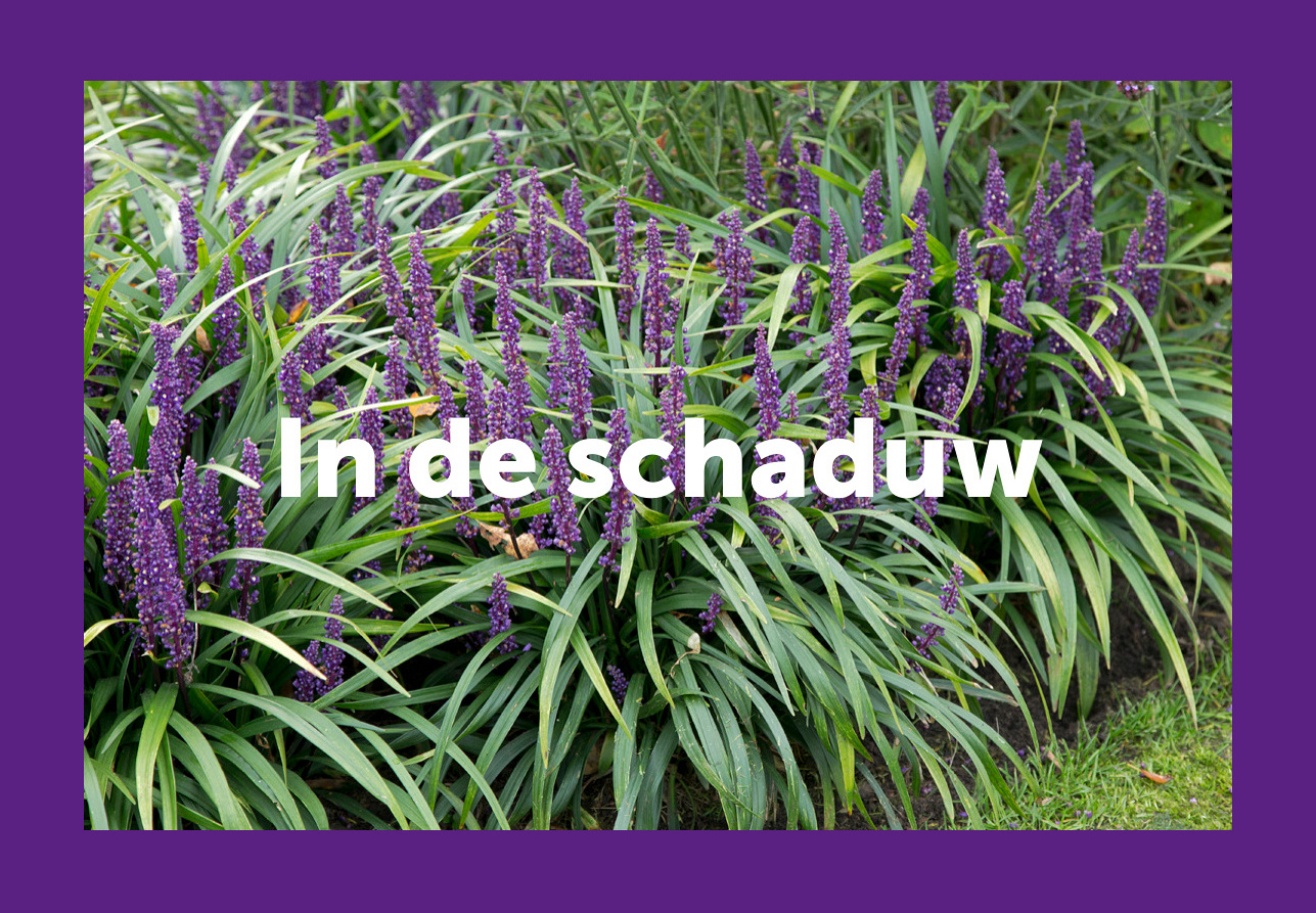 vk vergroenpakketten in de schaduw hr pagina 01