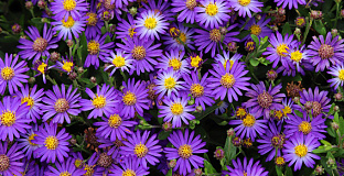 aster ageratoides castor bococas 14 