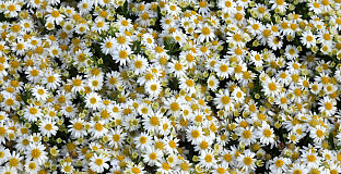 aster ageratoides polaris bocopola 18 