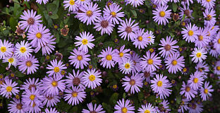 aster ageratoides pollux bocopollu 07 