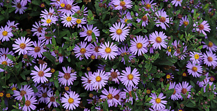 aster ageratoides sirius bocosir 08 