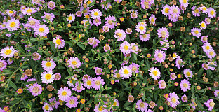 aster ageratoides bocospi 04 