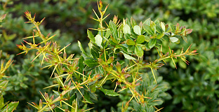 berberis tiny n spiny 04
