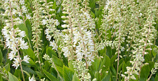 clethra alnifolia white spire darwish 55 