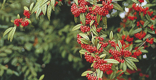 cotoneaster salicifolius willeke darwil 50 
