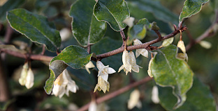 elaeagnus ebbingei green glory bokraglory 0501 01 20 