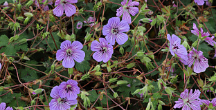 geranium wallichianum joy bocoalsbl 02 