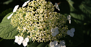 hydrangea arborescens white dome dardom 08