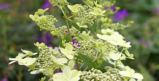 hydrangea paniculata savill lace 23